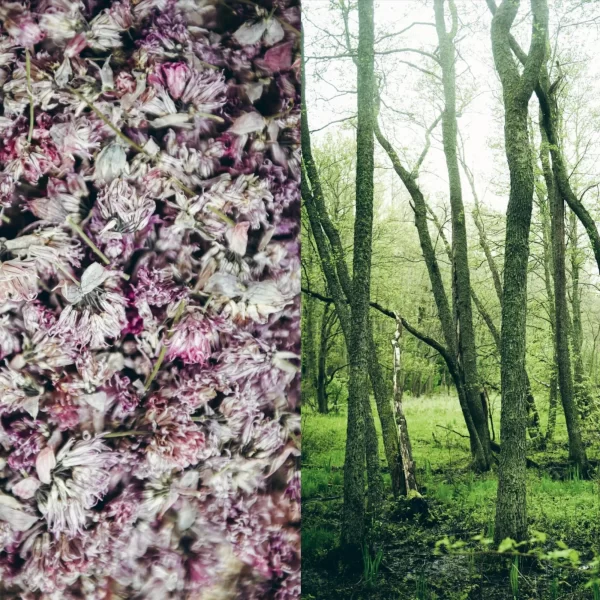 Knyga - šiaurės receptai 72 mikrosezonams | Chef's Wild Nordic - Recipes for 72 Micro-Seasons Maisto gaminimo vadovas - foto meditacija pagal šiaurietiškos gamtos ritmą, padalintas į 72 mikrosezonus.