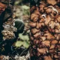 Maisto gaminimo vadovas - foto meditacija pagal šiaurietiškos gamtos ritmą, padalintas į 72 mikrosezonus.