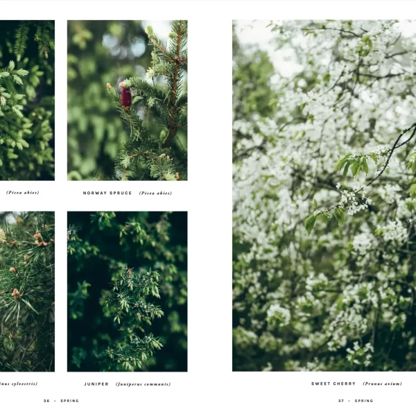 Knyga - šiaurės receptai 72 mikrosezonams | Chef's Wild Nordic - Recipes for 72 Micro-Seasons Maisto gaminimo vadovas - foto meditacija pagal šiaurietiškos gamtos ritmą, padalintas į 72 mikrosezonus.