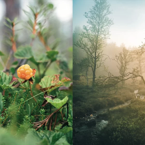 Knyga – Receptai iš laukinių uogų, grybų ir žolelių | Food in the Wild – Recipes for Foraged Berries, Mushrooms and Herbs Sveiki atvykę į gamtos kelionę, kur patiekalai yra laukiniai.