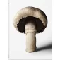 The Gourmand's Mushroom. A Collection of Stories and Recipes